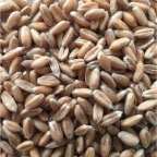 Dinkel