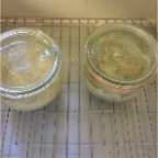 3 Sauerteige in der Gärbox