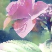 IMG_0611